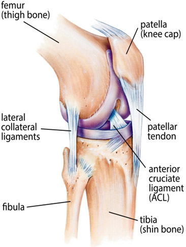 Total Knee Replacement Surgery In India